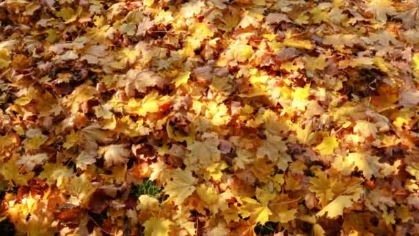 Fondo Amarillo Brillante Hojas Secas Arce Paisaje Otoño Bajo Los — Vídeos de Stock