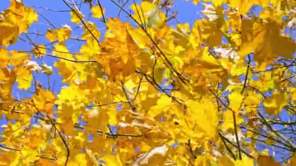 Maple Kuning Daun Pada Latar Belakang Langit Biru Pemandangan Musim — Stok Video