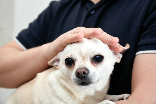 Adam küçük köpeği kollarında tutuyor. Sokak köpeği buldum. Evcil hayvan doktora getirildi. Titriyor. - Yakın çekim. Büyük kulaklar, kısa düz palto. Aşıyı bekliyorum. Gönüllü yardım. Korkak hayvan..