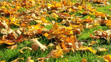 Kırmızı, sarı ve turuncu akçaağaç yapraklı yeşil çimenler. Kıştan önceki son sonbahar çimleri çok güzel. Bölgesel bakım, döllenme ve bitki besleme. Güzel mevsimlik afişler. Doğa.