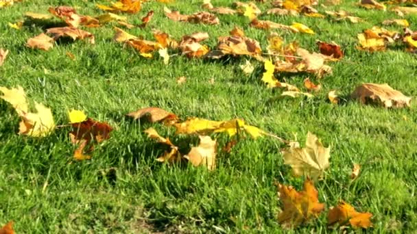 Grönt Gräs Röda Gula Och Orange Fallna Lönnlöv Vacker Gräsmatta — Stockvideo