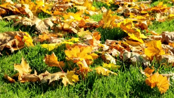 Πράσινο Γρασίδι Κόκκινα Κίτρινα Και Πορτοκαλί Πεσμένα Φύλλα Σφενδάμου Όμορφο — Αρχείο Βίντεο