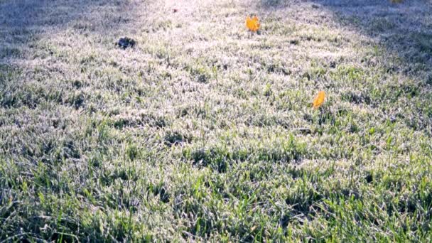Pierwszy Ranek Mróz Zielonej Trawie Suchych Opadłych Liściach Klonu Trawnik — Wideo stockowe