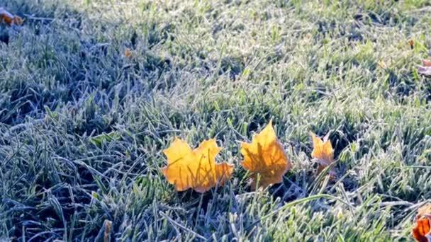 Первое Утро Мороз Зеленой Траве Опавшие Кленовые Листья Газон Готов — стоковое видео