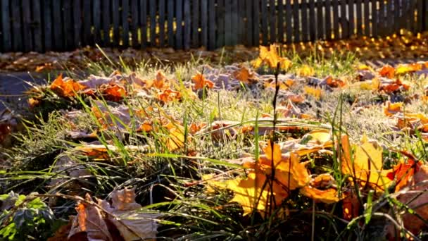 Podzimní Slunečný Den Zelená Tráva Pokrytá Jasně Padajícími Javorovými Listy — Stock video