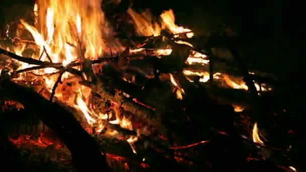 Stor Vacker Brasa Svart Bakgrund Riktiga Eldflammor Bränner Igniterad Nattlägereld — Stockvideo