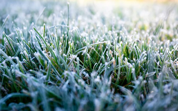 朝の露は緑の草の上で凍った 冬のための芝生の準備 接近中だ コピースペース バナーだ 晩秋だ 天気予報の概念的な背景 自然詳細 冬の季節 ストックフォト