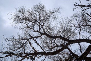 Bulutlu arka planda Çıplak Ağaç Dalları. Korkunç ve kasvetli bir yer. Sonbahar parkında. Ormanda kış mevsimi. Eğri doğal çizgiler. Mistisizm konsepti. Cadılar Bayramı. Dramatik bir sahne. Duvar Kağıdı.