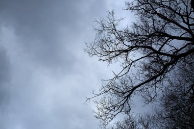 Bulutlu arka planda Çıplak Ağaç Dalları. Korkunç ve kasvetli bir yer. Sonbahar parkında. Ormanda kış mevsimi. Eğri doğal çizgiler. Mistisizm konsepti. Cadılar Bayramı. Dramatik bir sahne. Duvar Kağıdı.