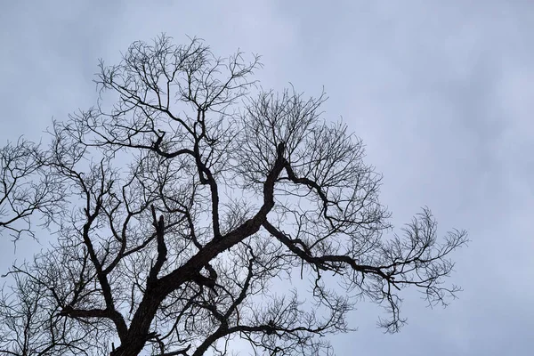 Bare Tree Branches Fundo Céu Nublado Lugar Horrível Sombrio Final — Fotografia de Stock