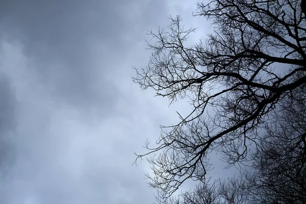 Branches Arbres Nus Sur Fond Ciel Nuageux Terrible Sombre Endroit — Photo