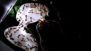 Akrilik karınca çiftliğindeki Azrail karınca kolonisi. Messor, işçi, yumurta, asker ve kraliçeli formikaryum. HD video görüntüleri. Yakın plan. Mısır yiyeceği. Makro. Seçici odaklanma. Büyük aile kavramı. Doğa.