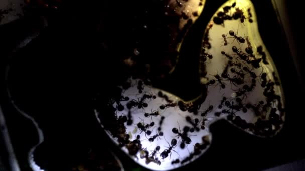 Kolonie Smrtících Mravenců Akrylové Mravenčí Farmě Formikárium Poskoky Dělníky Vejci — Stock video