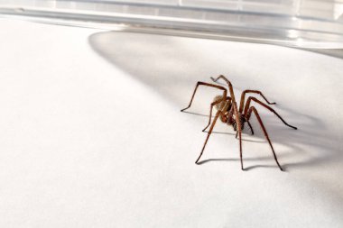 Büyük yırtıcı örümcek kapana kısıldı. Beyaz arka planda izole edilmiş. Yerli eklembacaklının büyük bir temsilcisi. Korku ya da örümcek fobisi. Sekiz bacak. Yakın plan. Uzayı kopyala Stüdyo fotoğrafı. Korkunç bir hayvan. Bir.