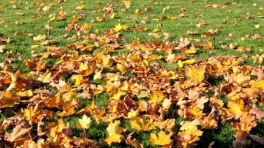 Kuru sarı ve portakallı akçaağaç yapraklı yeşil çimenler. Sonbahar sezonu. Kıştan önceki son biçimden sonra güzel bir çim. Bölgesel bakım, döllenme ve bitki besleme. Güneşli bir hava. Park detayları.