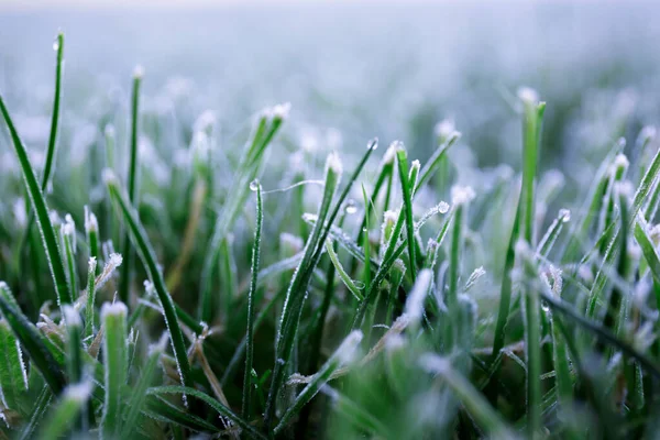 Morgentau Fror Auf Einem Grünen Gras Erster Frost Vorbereitung Des — Stockfoto