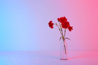 Mavi ve pembe arka planda cam vazoda kırmızı karanfil buketi. Uzayı kopyala Çiçek tasarımı. Kartvizit modeli. Anma günü. Zarif bir tarz. Mutlu kutlamalar. Tatil dekorasyonu. Metin yeri.