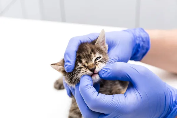 Cat Veterinarian Checks Cat Mouth Teeth Vet Clinic Isolated White — Stock Photo, Image