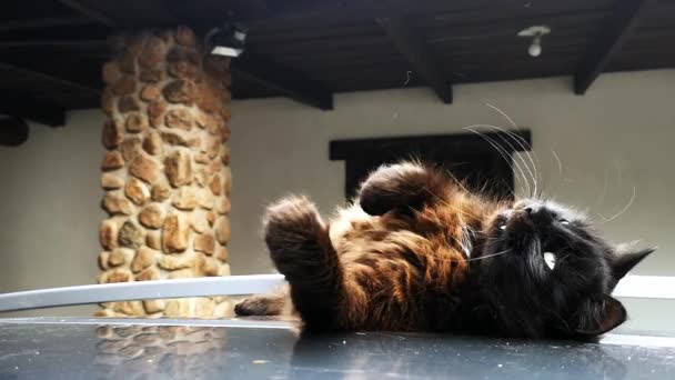 黒猫はキャッチし 小枝で遊ぶ 車の屋根の上に怠惰うそ 夏のシーズン 遊び心のある家畜 気をつけて 可愛いペット 幸せな時間だ 美しいフェリーヌ 好奇心旺盛なハンター — ストック動画
