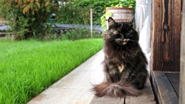 Die Zottelige Dunkle Katze Sitzt Vor Der Haustür Tier Ging — Stockvideo