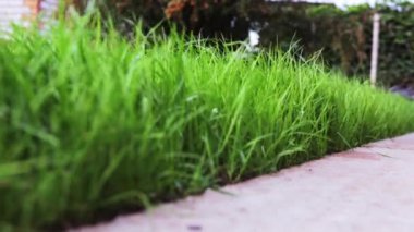 Yeşil yemyeşil bir çimenliğin ve evin yakınındaki kör alanın yakın görüntüsü. Yoğun çimenler. Yürüme yolu. Peyzaj tasarımının ayrıntıları. HD video görüntüleri. Somut bir şekilde. Taze bahçe bitkisi. Çimento kaldırımı. Makro.