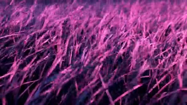 Close Side View Purple Lush Lawn Background Dense Grass Scene — Stock Video