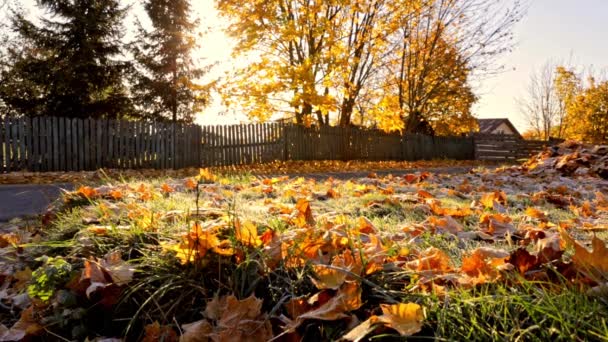 Giornata Sole Autunnale Erba Verde Ricoperta Foglie Acero Cadute Luminose — Video Stock