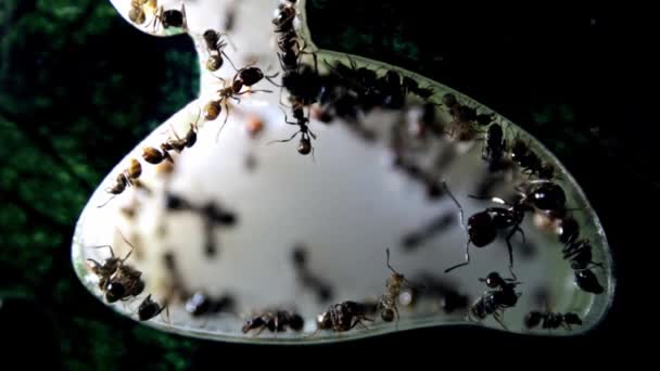아크릴 농장에서 개미의 미숙아 일개미 클로즈업 옥수수로 매크로 선택적 집중입니다 — 비디오