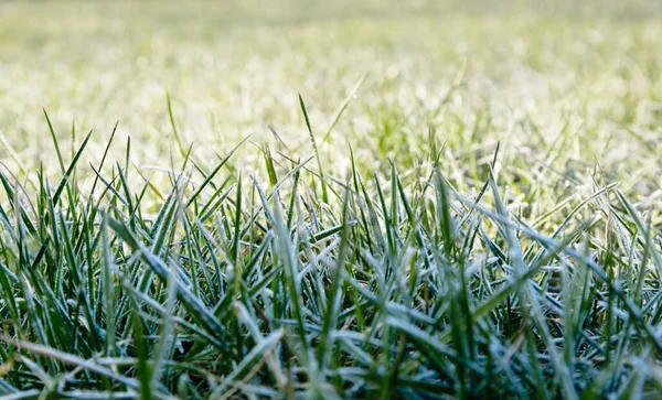 Morning Dew Froze Green Grass Frost Lawn Rays Sunlight Closeup — Stock Photo, Image