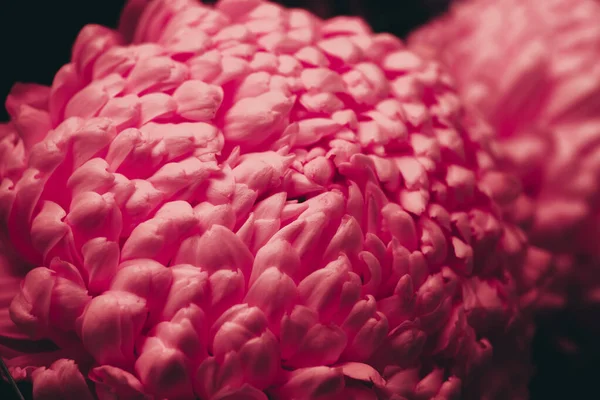 Leuchtende Chrysanthemen Blütenblätter Auf Rosa Hintergrund Mit Kopierraum Nahaufnahme Makroaufnahme — Stockfoto