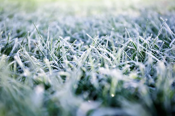 Morning dew froze on a green grass. First frost. Preparing the lawn for wintering. Close-up. Copy space. Banner. Late autumn. Conceptual background of weather forecast. Nature detail. Winter season Stock Photo