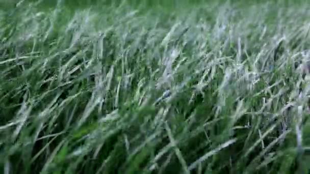 Yeşil yemyeşil çimen arka planı. Yan görüntüyü yakından çek. Bakış açısına göre yoğun çimen alanı. Bahçe bakımı. Video görüntüleri HD. Sağlıklı bitki örtüsü. Doğal duvar kağıdı. Tazelik. Yaz sezonu. Rüzgarlı hava — Stok video