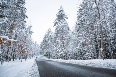 Karlı kış ormanlarında yol bomboş. Uzun köknar ağaçları manzarası. Soğuk bir günde karla kaplı saçakların resimli görüntüsü. Duvar kâğıdı. Muhteşem doğa görüntüsü. - Mutlu yıllar. Toprağın güzelliği. Yatay