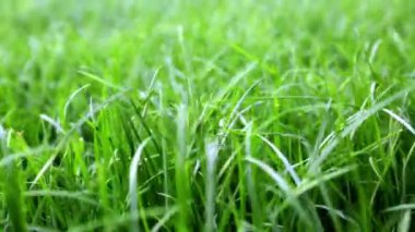 Yeşil yemyeşil çimen arka planı. Yan görüntüyü yakından çek. Bakış açısına göre yoğun çimen alanı. Bahçe bakımı. Video görüntüleri HD. Sağlıklı bitki örtüsü. Doğal duvar kağıdı. Tazelik. Yaz sezonu. Rüzgarlı hava