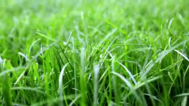 Grüner üppiger Rasenhintergrund. Seitenansicht aus nächster Nähe. Feld mit dichtem Gras in der Perspektive. Gartenpflege. Videomaterial. Gesunde Pflanzendecke. Naturtapete. Frische. Sommerzeit. Windiges Wetter — Stockvideo