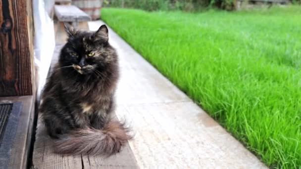 Shaggy karanlık kedi evin eşiğinde oturur. Hayvan yürüyüşe çıktı ve temiz hava almak için oturdu. Rüzgarın taşıdığı kokuyu alıyor. Avlanma içgüdüsü. Bir yaz gününde rüzgarlı bir hava — Stok video