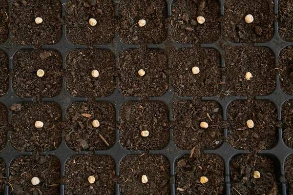 苗のためのエンドウ豆の種を植えるための土壌とトレイの形。農業パターン。ガーデニング。テンプレート。植物選択。接近中だ。農業のテクスチャ。成長する準備プロセス。トップ表示 ロイヤリティフリーのストック画像