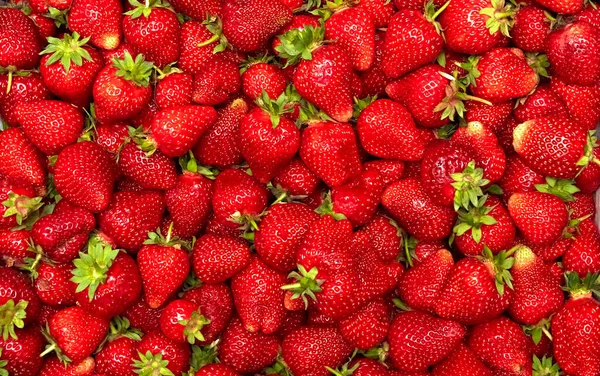 红色草莓的背景。浆果的质感甜多汁的水果。天然食品壁纸。明亮的颜色。有机产品。激情的概念。早餐配料素食。丰硕的丰收 图库图片