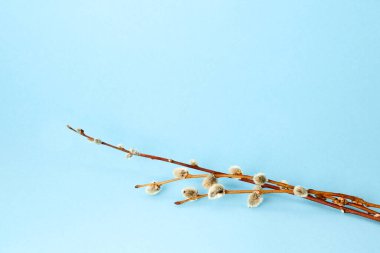 Several pussy willow twig on a blue background with copy space or empty text place. Easter holiday greeting card. Religious spring layout. Vertical postcard. Gentle natural design. Springtime mockup.