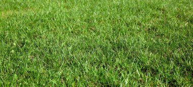 Mowed lawn. Green grass in yard. Park ground surface. Natural background. Covering of sport stadiums. Outdoors. Summer texture. Fresh field. Perspective angle view. Garden care. Clean space. Close-up.