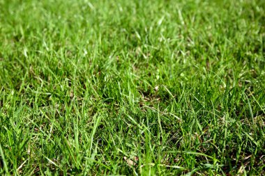 Mowed lawn. Green grass in yard. Park ground surface. Natural background. Covering of sport stadiums. Outdoors. Summer texture. Fresh field. Perspective angle view. Garden care. Clean space. Close-up.