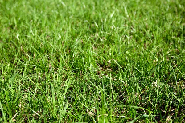 Mowed Lawn Green Grass Yard Park Ground Surface Natural Background — Foto de Stock