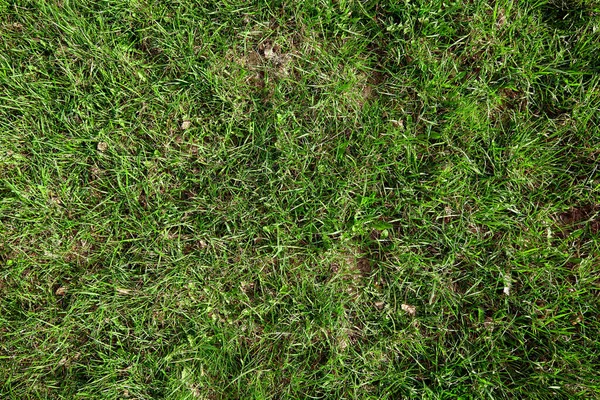 Mowed Lawn Need Scarification Verticulation Aeration First Green Grass Old — Φωτογραφία Αρχείου