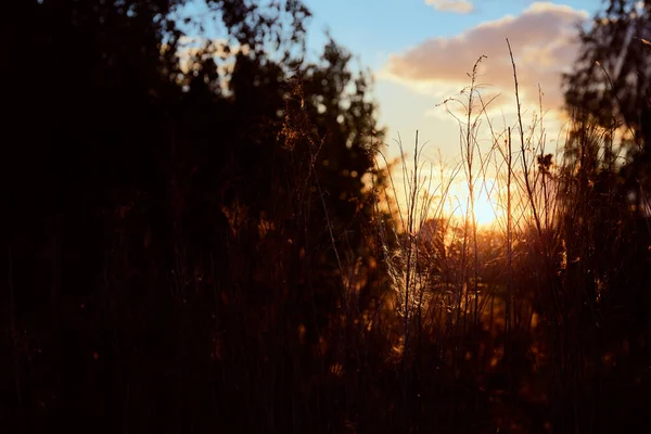Gün Batımı Gün Doğumu Manzarası Kavak Kabuğu Örümcek Ağı Güneş — Stok fotoğraf
