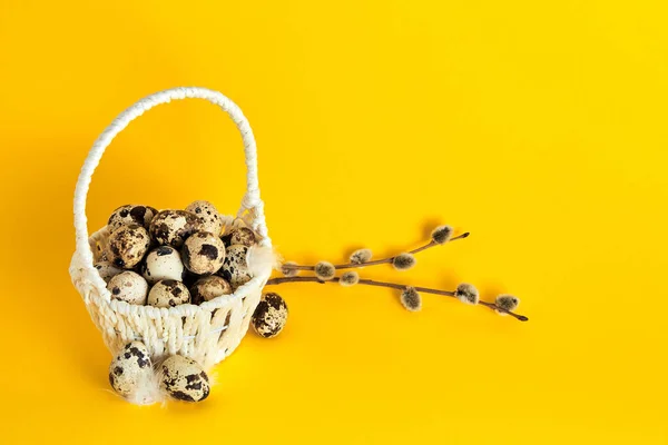 White Basket Full Quail Eggs Feather Branch Pussy Willow Yellow — Stockfoto