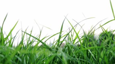 Yeşil yemyeşil yemyeşil bir çimenliğin yakın görüntüsü. Hafif bir arka planda izole edilmiş yoğun çimenler. Bahçenin bakımı ve döllenmesi. Video görüntüleri HD. Sağlıklı bitki. Doğal duvar kağıdı. Taze bahçe.