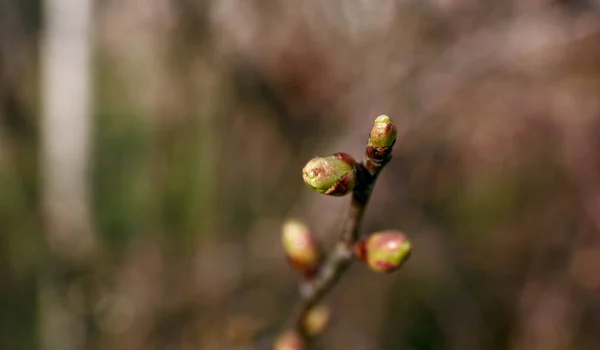 The spring bud in a garden with blurred background. The first leaves on twig in springtime. Close-up side view of plant. Copy space. Concept of new life. Garden variety. Beautiful natural wallpaper — Stock Photo, Image