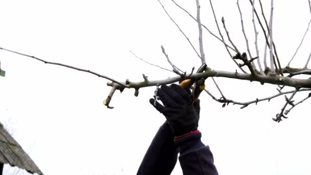 4k video. Een tuinman snoeit een boom. Kleine snoeischaar of tuinierschaar - takkensnijgereedschap. Zijaanzicht. De mannenhanden snijden een twijgje van dichtbij af. Tuinonderhoud. Koud seizoen. Seizoenswerk. DIY — Stockvideo