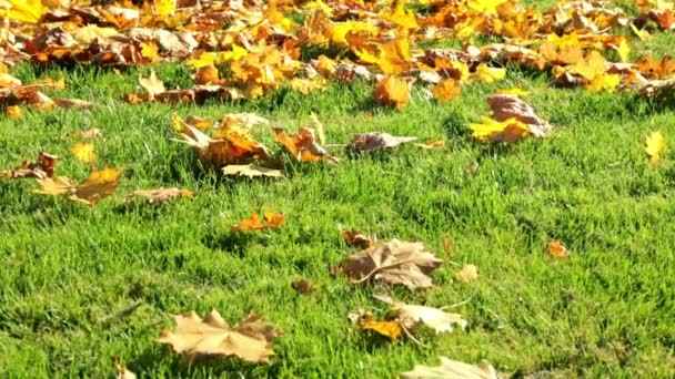 Zöld fű piros, sárga és narancssárga lehullott juharfalevelekben. Gyönyörű gyep a tél előtti utolsó őszi kaszálás után. Területgondozás, trágyázás és növénytakarmányozás. Gyönyörű szezonális banner. Természet — Stock videók