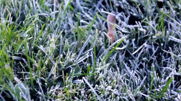 朝の露は緑の草の上で凍った。霜だ。冬のための芝生の準備。接近中だ。コピースペース。バナーだ。晩秋だ。天気予報の概念的な背景。自然詳細。冬の季節 — ストック動画